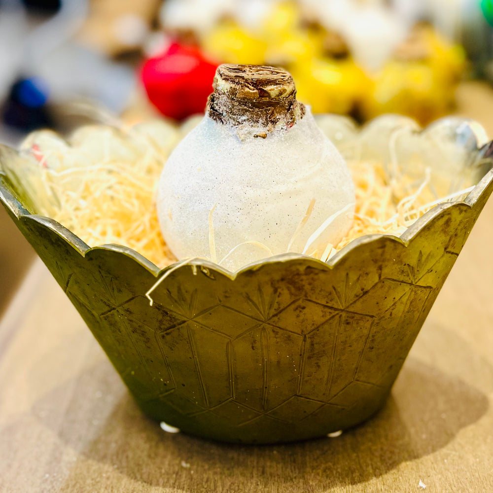 
                      
                        Glitter Waxed Amaryllis Bulbs
                      
                    