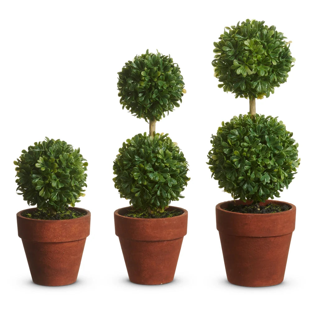 Potted Mini Boxwood Topiaries