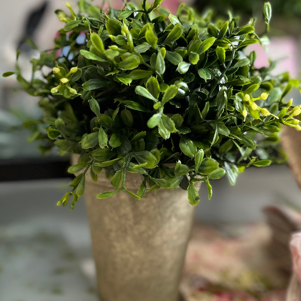 Potted Boxwood