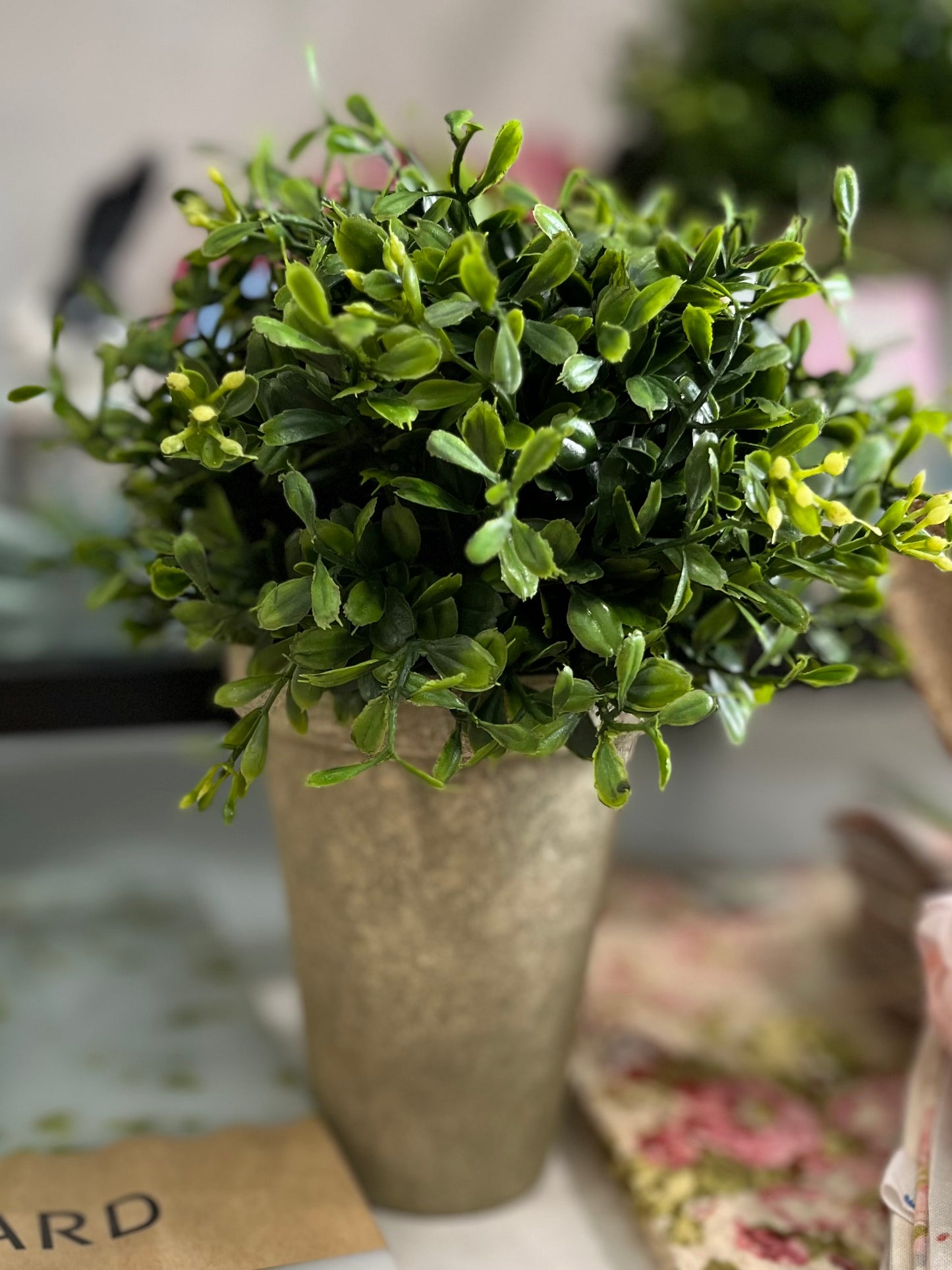 Potted Boxwood