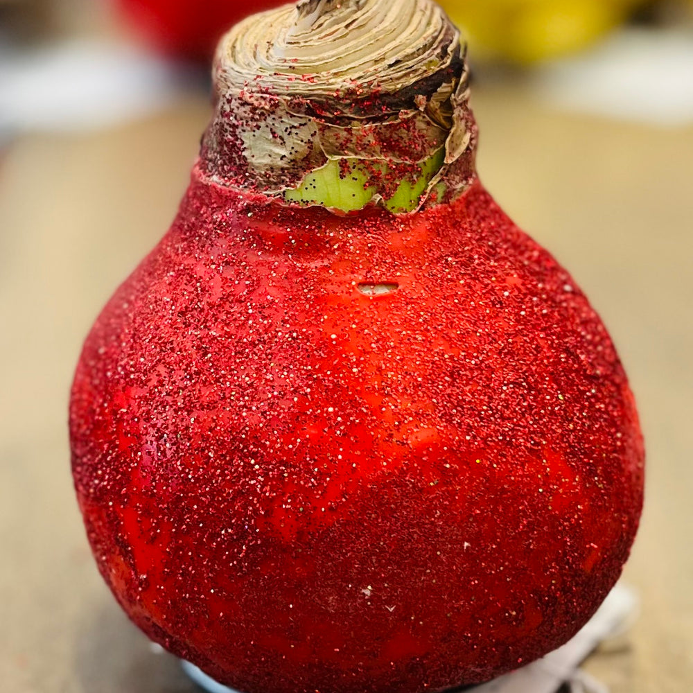
                      
                        Glitter Waxed Amaryllis Bulbs
                      
                    