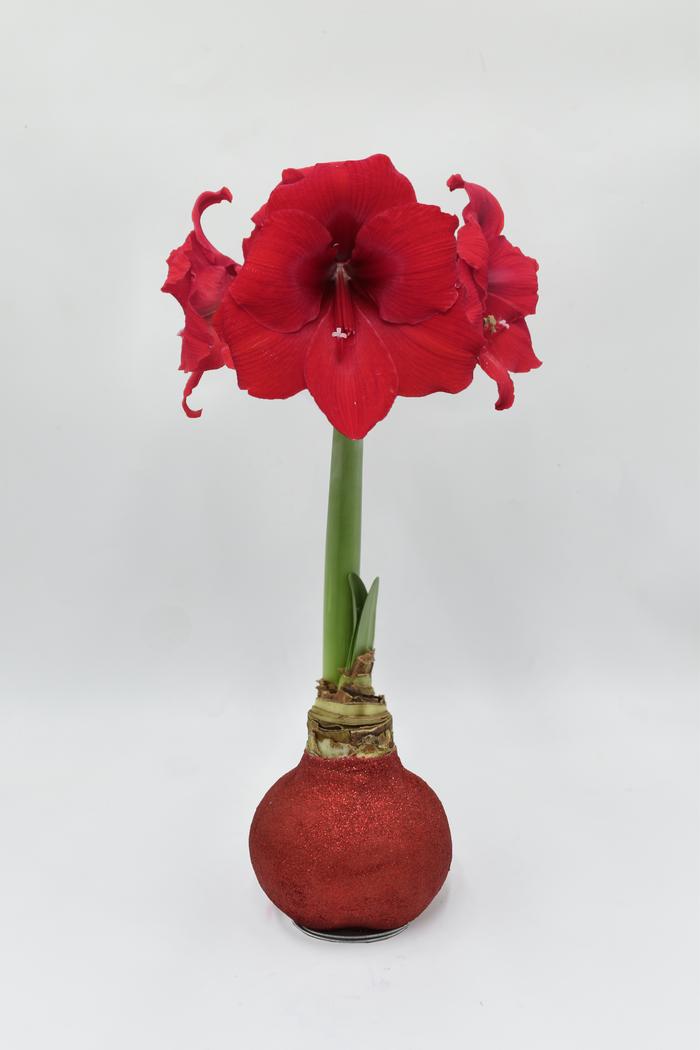 Glitter Waxed Amaryllis Bulbs