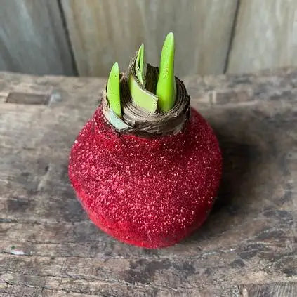 
                      
                        Glitter Waxed Amaryllis Bulbs
                      
                    